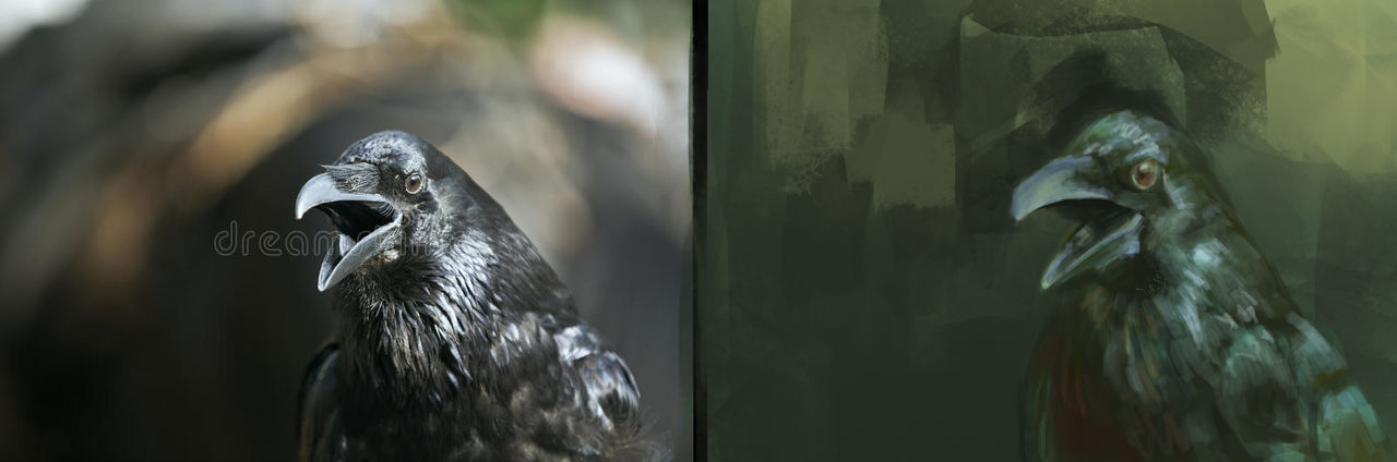 Raven study by Sunzo-Art on DeviantArt