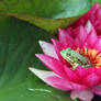 Frog in a Lilly