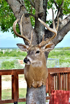 Tickburn whitetail