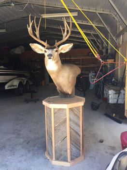 Mule deer pedestal