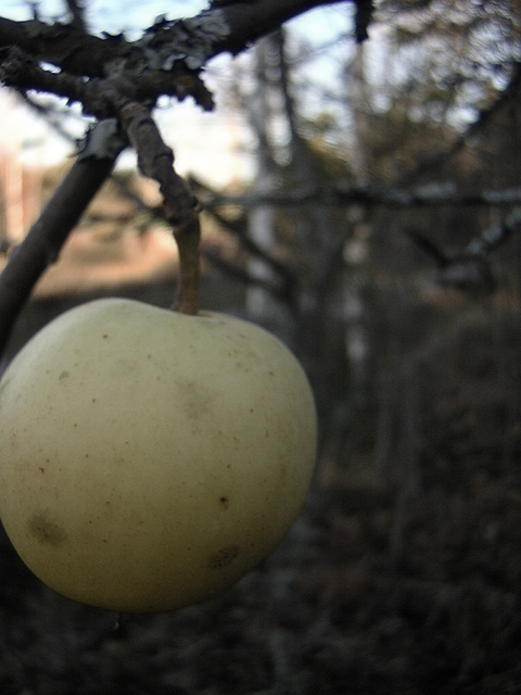 The last apple