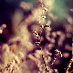 flow by dorguska