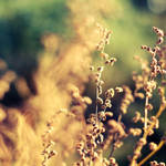 broken dreams by dorguska