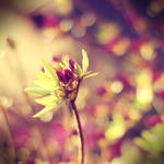 sweet surrender by dorguska