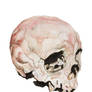 Watercolour Skull