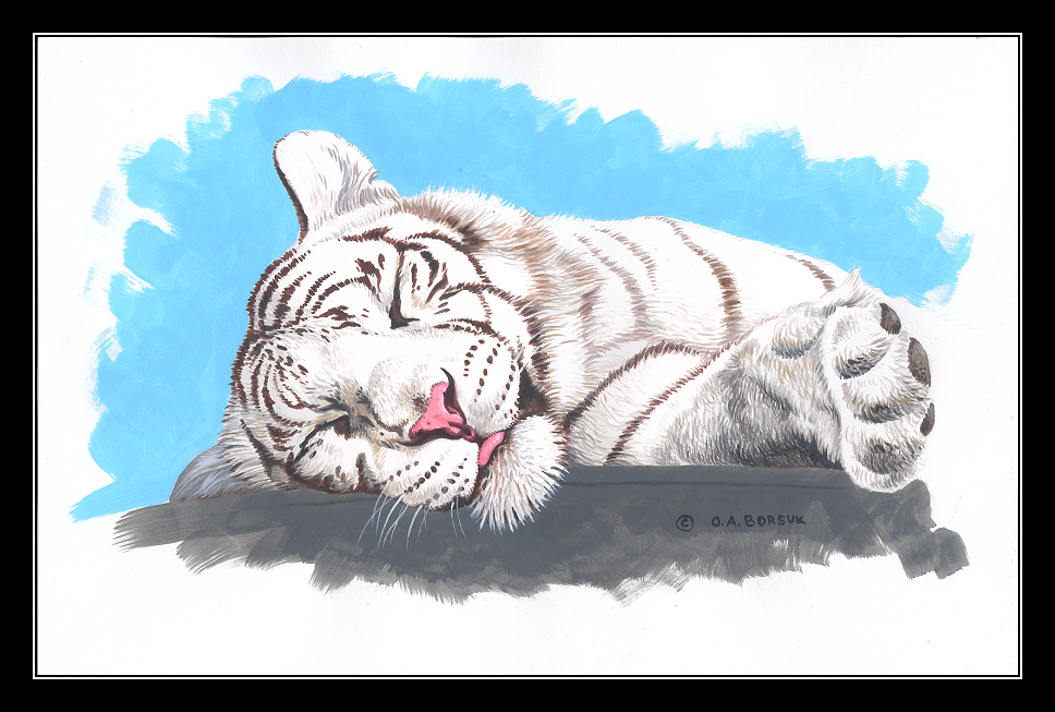 Snoozin' White Tiger