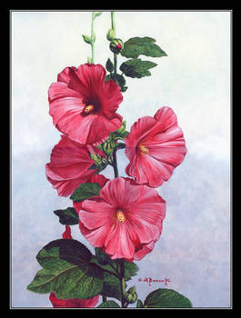 Hollyhocks