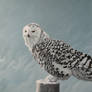 Ghost of Winter - Snowy Owl