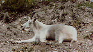 Mountain Goat MT1 047