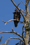 Immature Bald Eagle 2015b by CitizenOlek