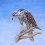 Prairie Falcon
