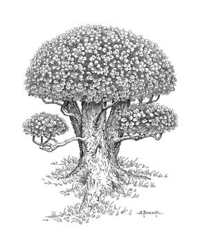 Topiary Tree 0202