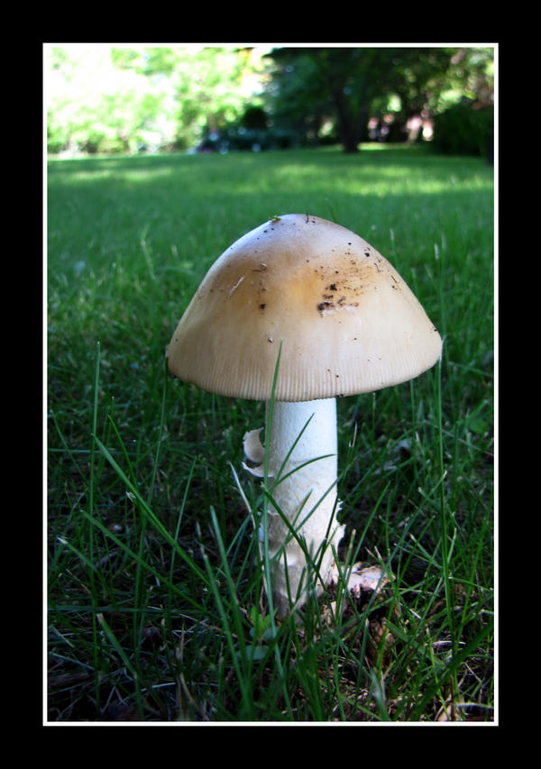 IMG 3772 Shroom