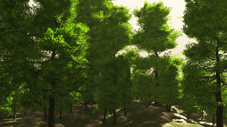 Ash Forest by CitizenOlek on DeviantArt