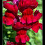 DSC 0280 Snapdragon sm