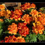 DSC 0323 A party of Marigolds sm