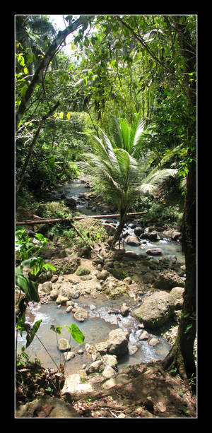The Jungle of Saint Lucia