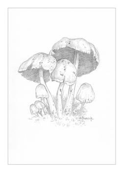 2024 Mushroom03