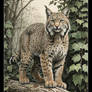 A Beautiful Bobcat