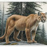 The Canadian Cougar