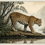 African Leopard