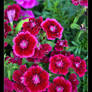 Garden Blooms