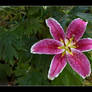 A Lily Hiding in the Garden