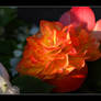 Inner Glow Begonia