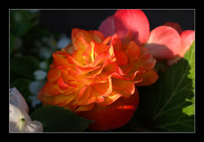 Inner Glow Begonia