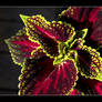 Coleus in the Light