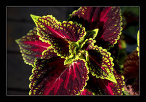 Coleus in the Light