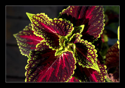 Coleus in the Light