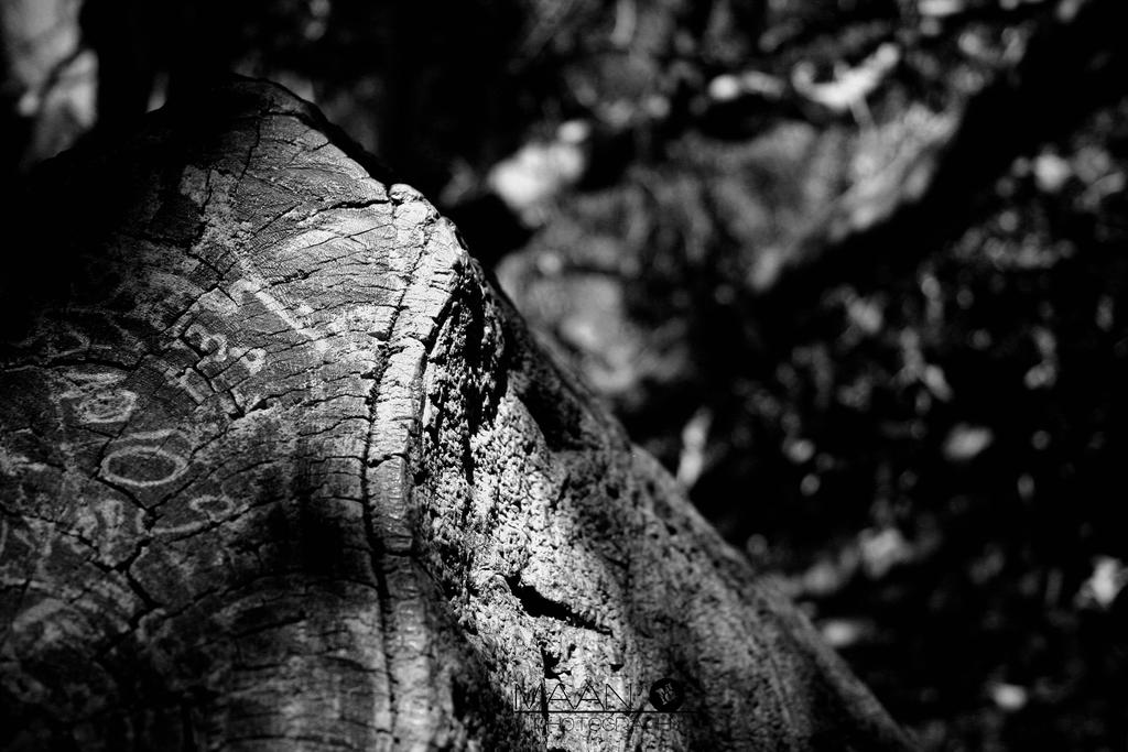 Trunk by tunizi14 on DeviantArt