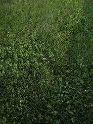 Grass and Clovers - texture