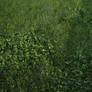 Grass and Clovers - texture
