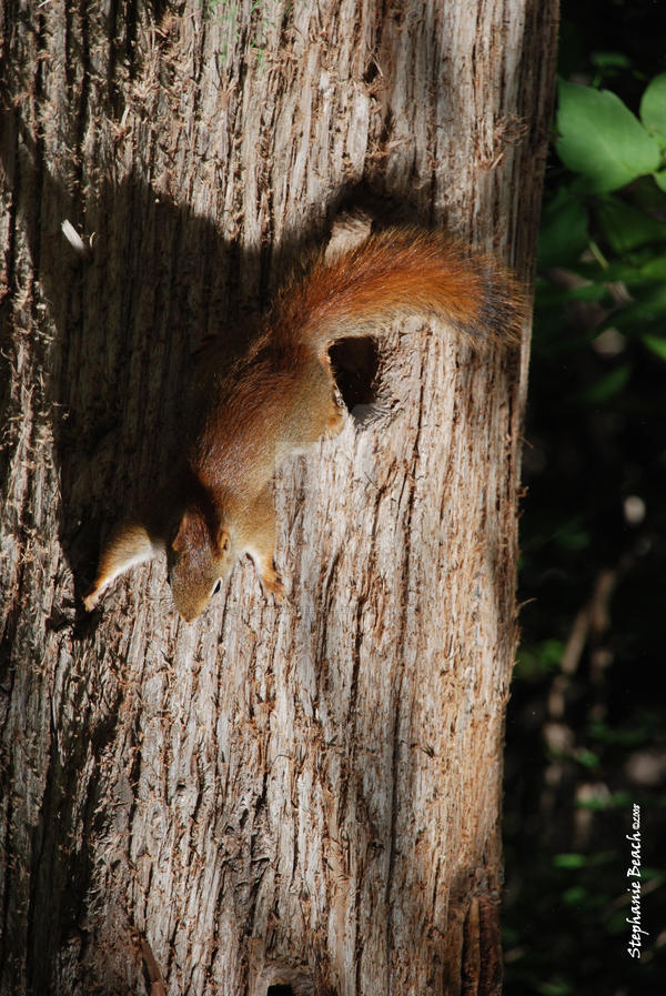 Red Squirrel