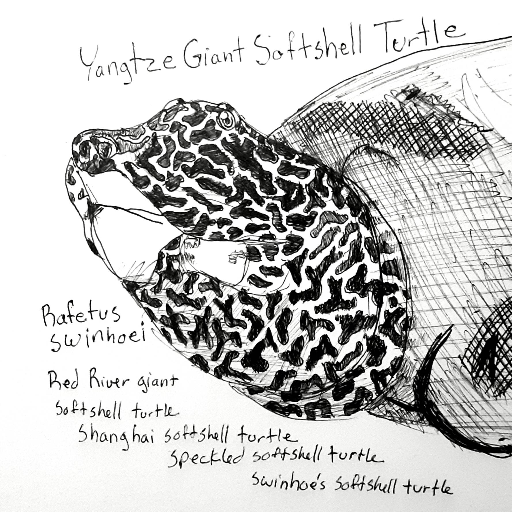 Softshell Drawing yangtze giant Softshell turtle by sayjoart on DeviantArt
