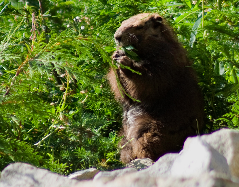 Vancouver Island Marmot