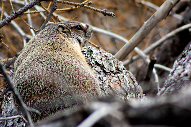 Marmota Flaviventris