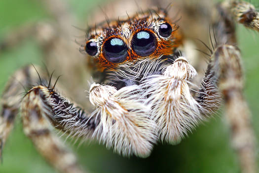 Jumping spider II