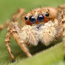 Jumping spider III