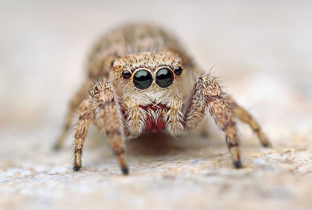 Jumping spider