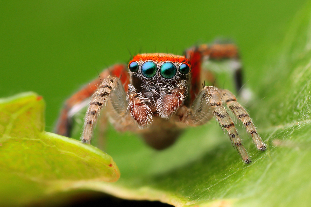 Male Saitis Barbipes