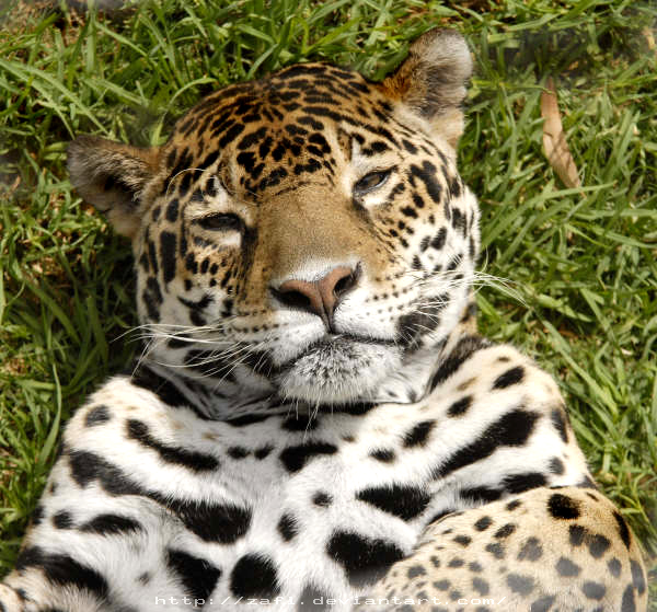 Jaguar