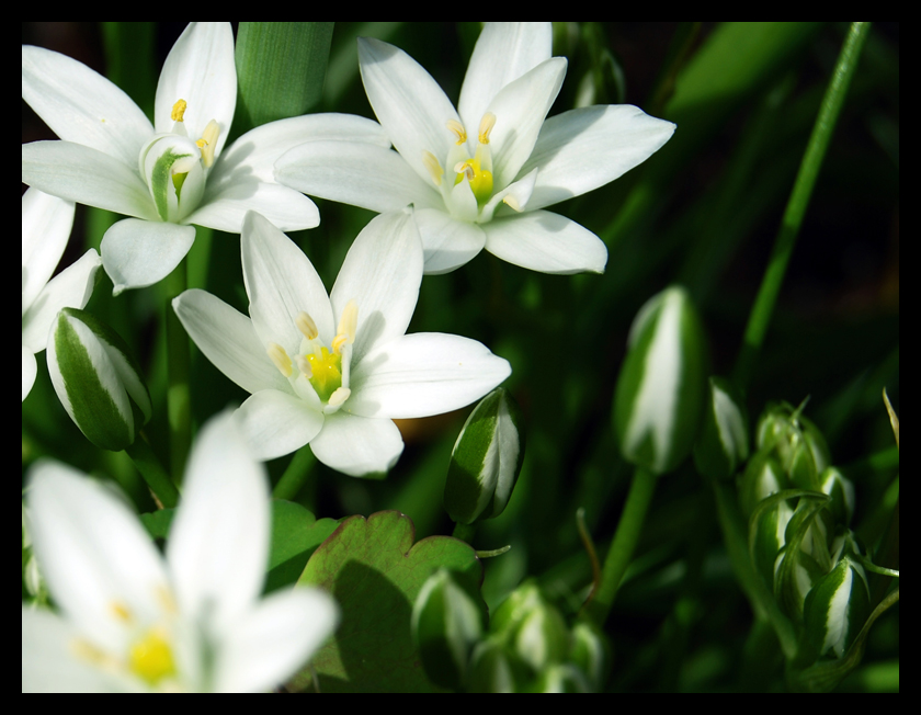 Star of Bethlehem