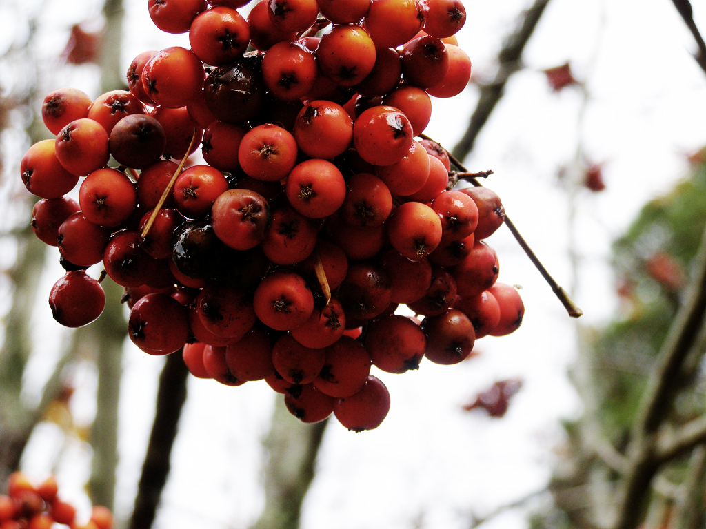 Berries