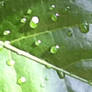 Raindrops On A Leaf