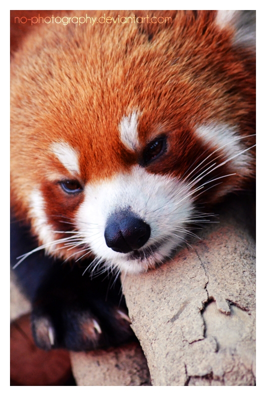 Red Panda: i'm bored..2