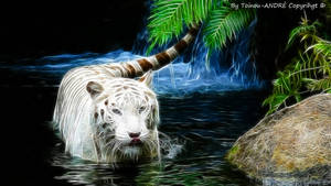 White tiger by toinouANDRE