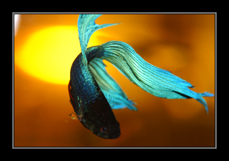 SiameseFightingFish1